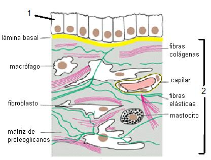 TEJIDOS TEJIDOS.JPG