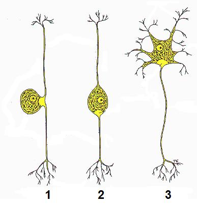 neuronas neuronas.JPG