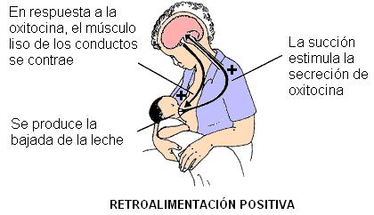 Hormonas esteroides liposolubles