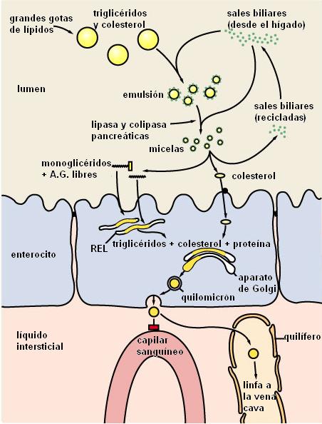 Marca y metabolismo anaerobico alactico