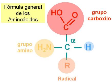 Significado de hormonas esteroides