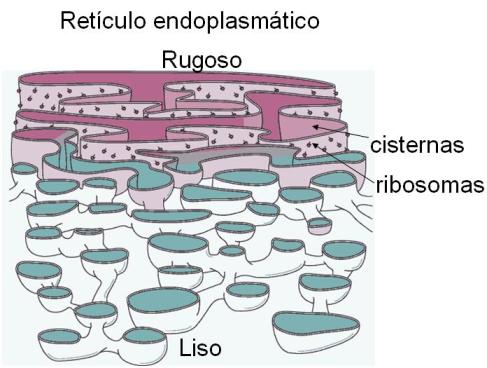 Celulas que sintetizan esteroides