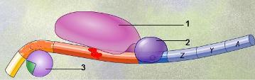 operon operon.JPG
