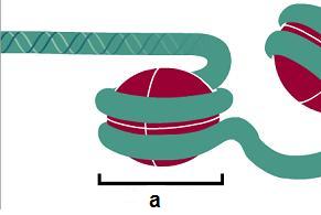 nucleosoma.JPG