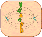 metafase2.GIF