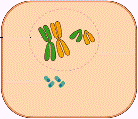 profase_temp.GIF