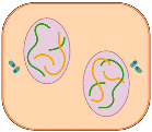 telofase_tard.GIF