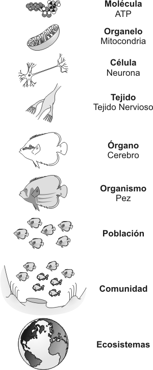 Fig. 1.1 Niveles de Organización de la materia