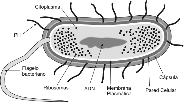 Fig. 1.2 Esquema de la ultraestructura de una bacteria idealizada