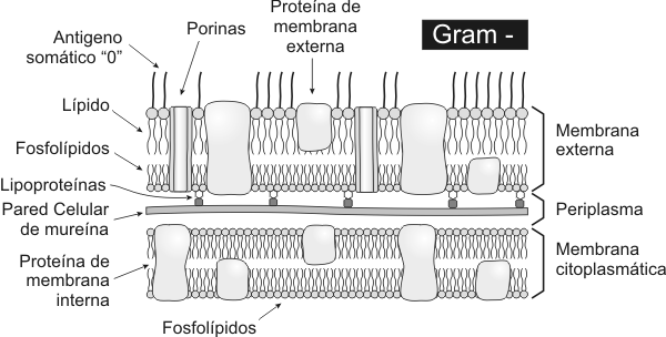 Fig. 1.4 Esquema de la pared celular de una bacteria Gramnegativa