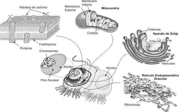 Fig. 1.5 Esquema de la ultraestructura tridimensional de una célula animal y sus principales componentes