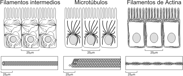 Fig. 1.6 Esquema de componentes del citoesqueleto
