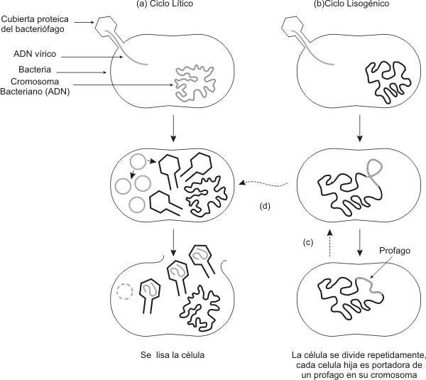 Fig. 1.12 Esquema del Ciclo Lítico Viral (de multiplicación) y del Ciclo Lisogénico Viral