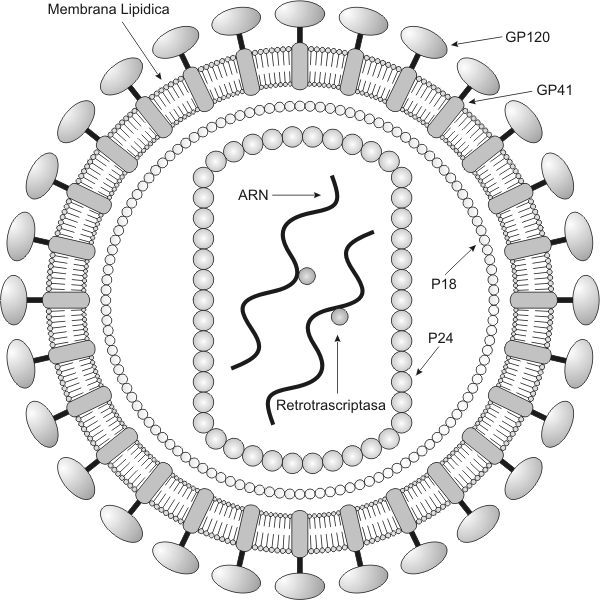 Fig. 1.13 Esquema del Virus el la Inmunodeficiencia Humana (HIV)