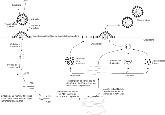 Fig. 1.14 Esquema del Ciclo Vital Intracelular de un Retrovirus