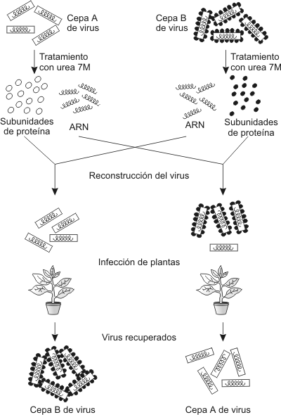 Fig. 1.15 Esquema del experimento de Frenkel - Conrat y Singer