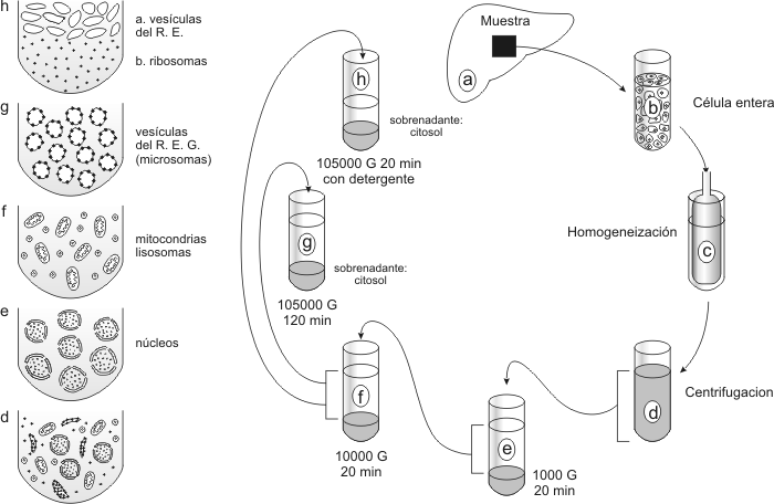 Fig. 1.19 Esquema del Proceso de Fraccionamiento Celular