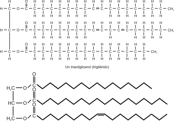 Fig. 2.14 -  Fórmula de un triacilglicérido