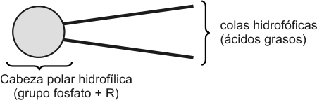 Fig. 2.16 - Esquema de un fosfolípido   