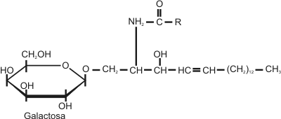 Fig. 2.19 - Cerebrósido