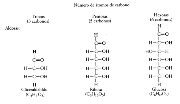   Fig. 2.25 - Ejemplos de Monosacáridos