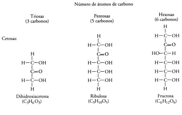   Fig. 2.25 - Ejemplos de Monosacáridos