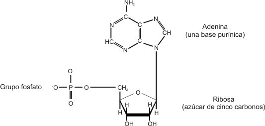 Fig. 2.36 - Estructura del  nucleotido monofosfato de adenosina (AMP)