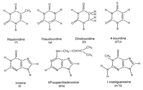 Fig. 2.37- Bases púricas y pirimídicas