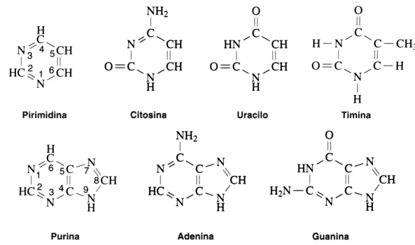 Fig. 2.38 - Bases menos frecuentes 