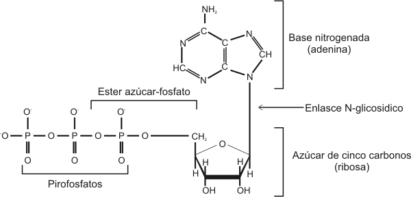 Fig. 2.39 - ATP (Adenosin trifosfato) 