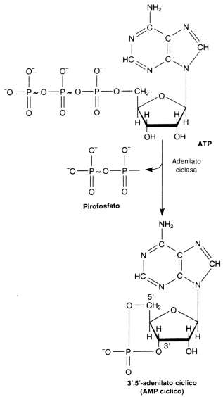 Fig. 2.40 - Estructura del AMPC