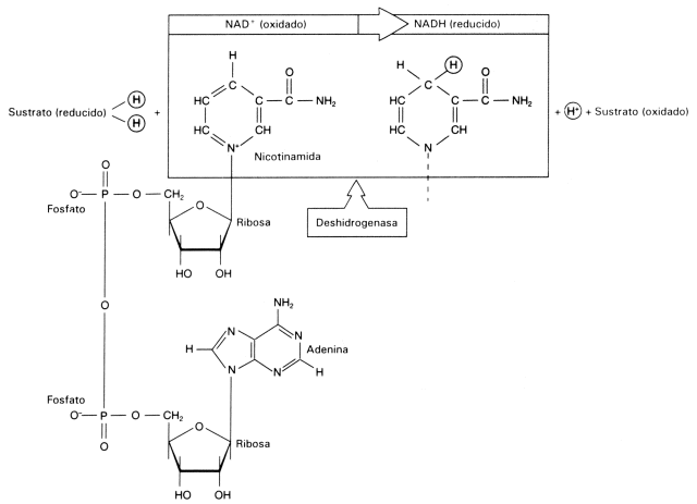 Fig. 2.41 - Estructura del NAD+, La nicotinamida acepta hidrogeniones, proceso denominado reducción 
