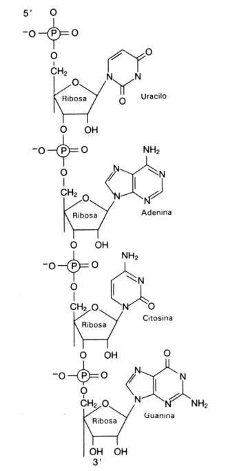 Fig. 2.42 - Estructura de un polirribonucleótido 