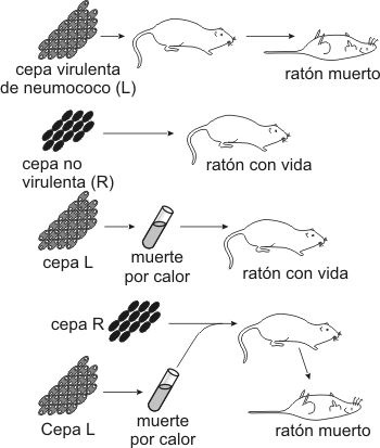 Fig. 2.43 - Experimento de Griffith 