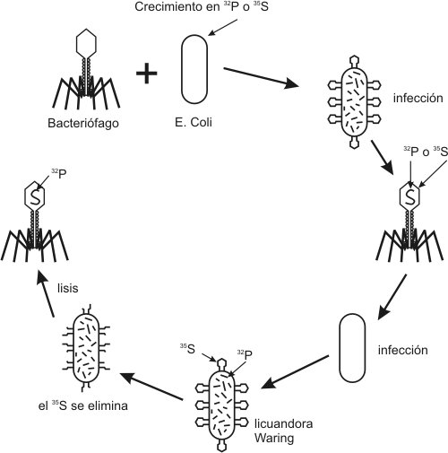 Fig. 2.44 - Experimento de Hershey y Chase 