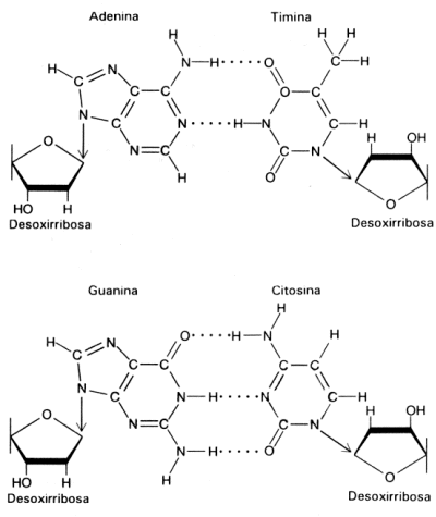 Fig. 2.45 - Pares de bases del ADN: La formación específica de enlaces de hidrógeno entre G y C y entre A y T genera los pares de bases complementarias