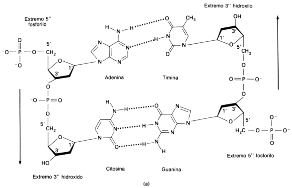Fig. 2.46 - Una corta sección de la doble hélice de ADN 