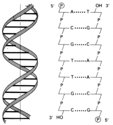 Fig. 2.47 - (a) Modelo de la doble hélice de ADN, (b) Representación abreviada de un segmento de ADN