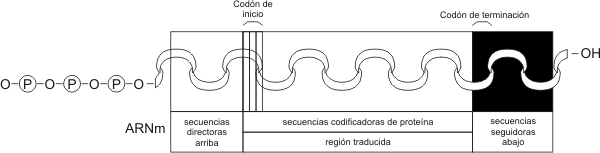 Fig. 2.48 - Esquema de una ARNm bacteriano