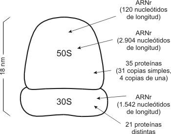 Fig. 2.49 - Diagrama de un ribosoma procarionte