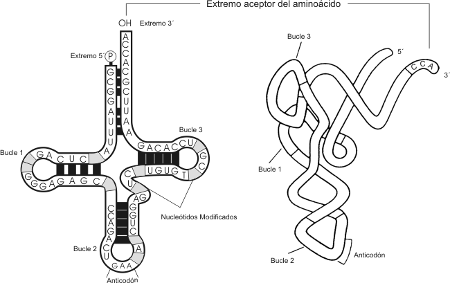 Fig. 2.50- Molécula de ARNt