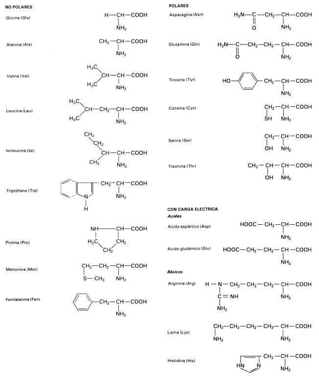 Fig. 2.53 - Estructura química de los veinte aminoácidos clasificados en ácidos, básicos, neutros polares y neutros no polares. Las estructuras que se encuentran debajo de los grupos amino y carboxilo son las cadenas laterales R