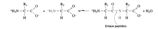 Fig. 2.54 - Formación de un enlace peptídico