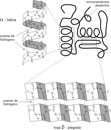 Fig. 2.56 - Esquema de una proteína presentando regiones con estructura secundaria en a-Hélice, en Hoja b-Plegada y regiones con enroscamientos aleatorios. 