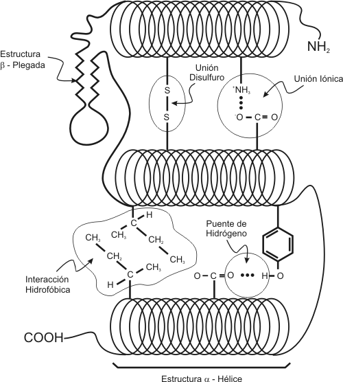 Fig. 2.57 - Tipos de enlace que estabilizan la estructura terciaria de una proteína