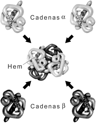 Fig. 2.58- Estructura de la molécula de hemoglobina (estructura cuaternaria) . Formada por dos cadenas de a-hemoglobina y dos cadenas de b-hemoglobina. Cada cadena transporta una molécula de oxígeno