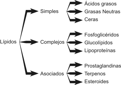 Cuadro 2.2- Clasificación de los Lípidos