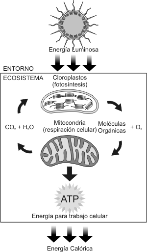 Fig. 3.1 - Flujo de energía y materia en un ecosistema.