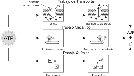 Fig. 3.2 - Tipos de trabajo celular que utilizan ATP