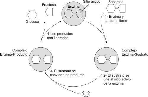 Cuadro de texto:  
Fig. 3.7 - Ciclo cataltico de una enzima
